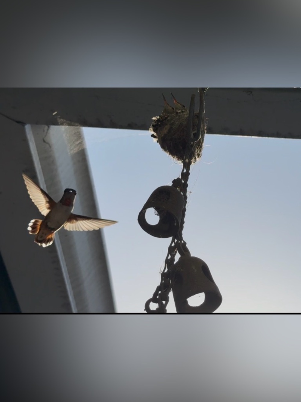 Decorative Bird Bells Hanging Feeder - Brown